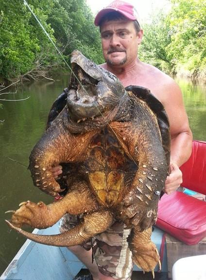 男子釣到巨型鱷龜