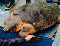 溫州南麂島門嶼尾村的漁民釣到一只一百多斤的大海