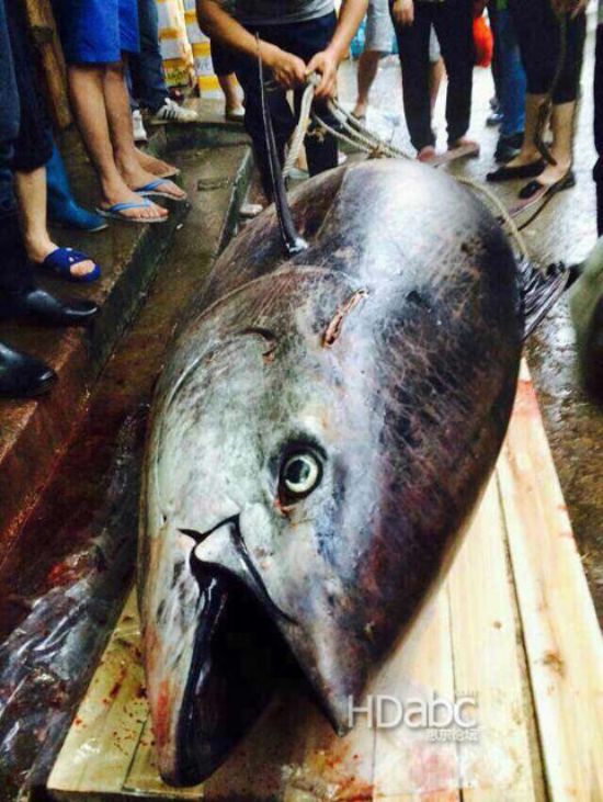 藍鰭金槍魚價格昂貴已瀕臨滅絕，2014年5月11日廣東漁民捕獲680斤藍鰭金槍魚