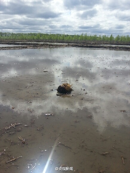 黑龍江不明飛行物