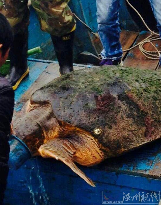 溫州漁民釣到百斤大海龜
