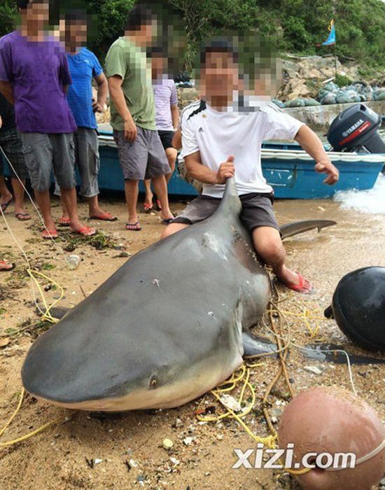 惠州漁民捕到巨魚(yú)