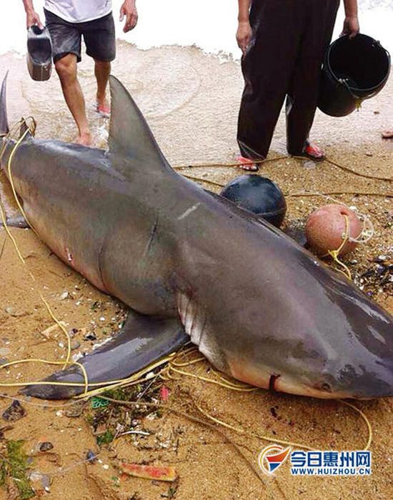 惠州漁民捕到巨魚(yú)