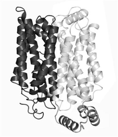 人類有望餓死癌細胞