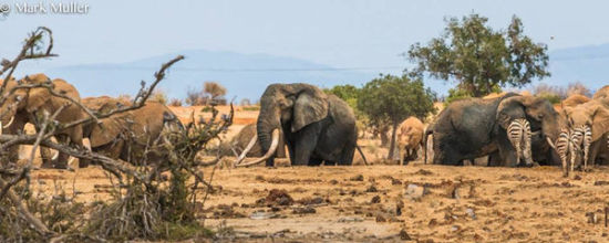 世界最巨型大象慘死