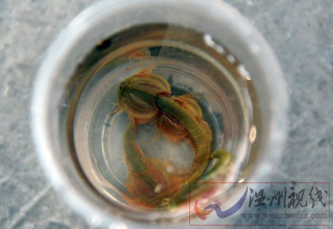 四川半蝦半魚生物