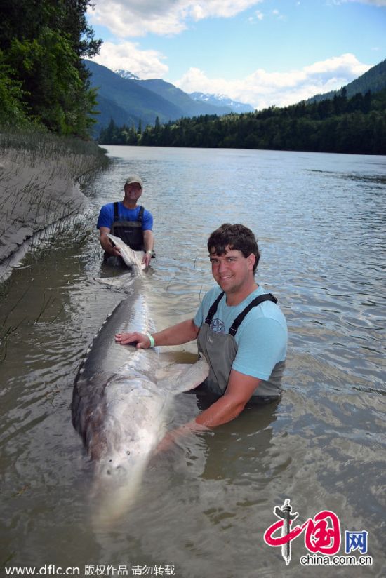美國父子捕獲一條900磅白鱘魚測量后放生