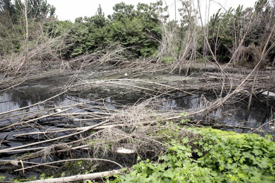 鄭州河邊楊樹被毒死 回應是被生活污水淹死