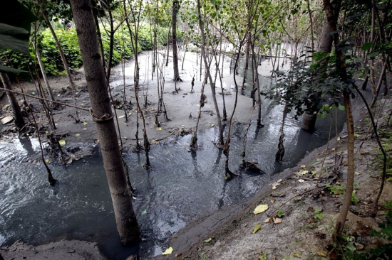 鄭州河邊楊樹被毒死 回應是被生活污水淹死