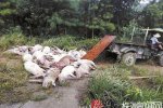 百頭豬被雷擊死 湖南茶陵縣一養豬場被雷擊