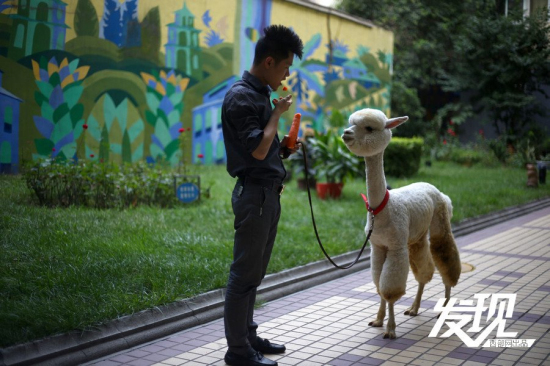 男子十萬購羊駝