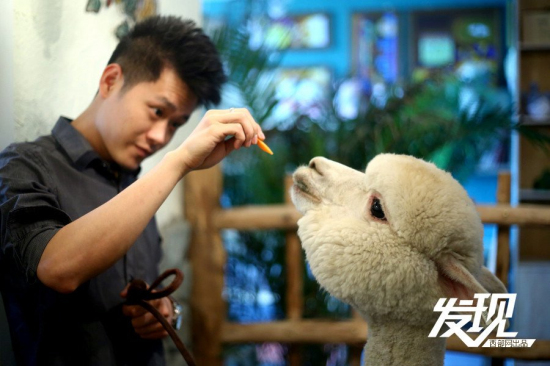 男子十萬購羊駝