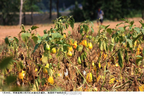 2014年河南干旱情況