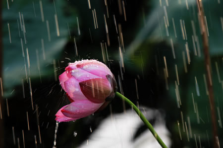 溫州賞荷花拍荷花 溫州攝影師三點水拍攝的荷花圖片