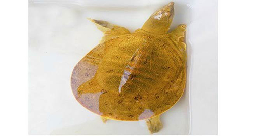 土豪金甲魚圖片