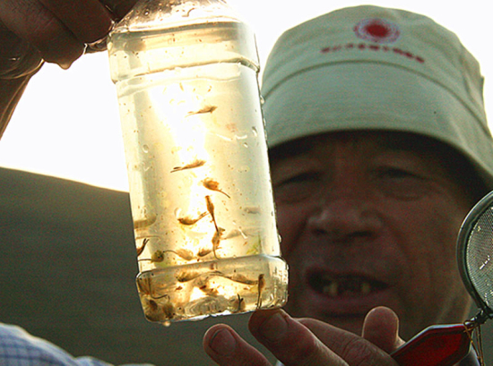 新疆發現活化石仙女蝦