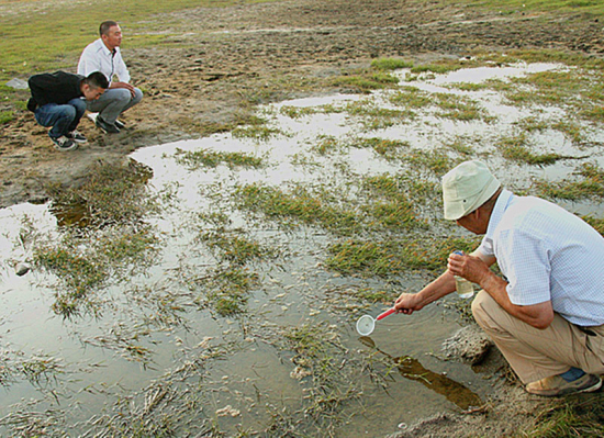 新疆發現活化石仙女蝦