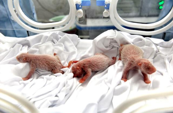 廣州長隆熊貓三胞胎存活了