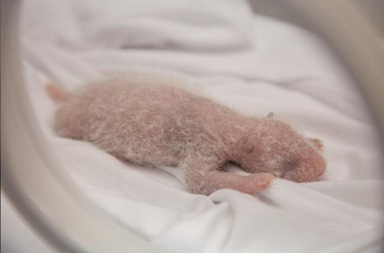 廣州長隆熊貓三胞胎存活了