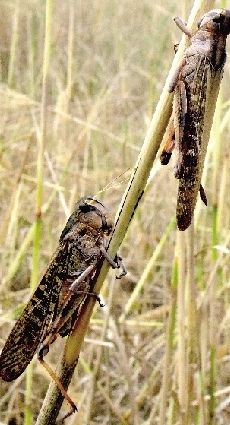 滎陽(yáng)蝗災(zāi)黃河灘3000畝玉米被啃光