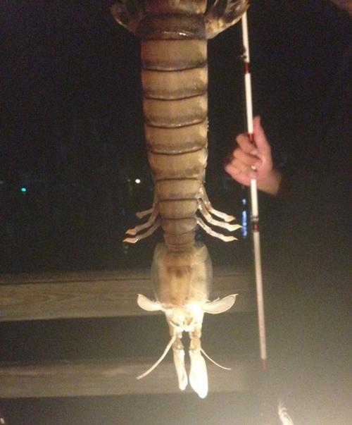 美國漁民捕獲半米巨蝦