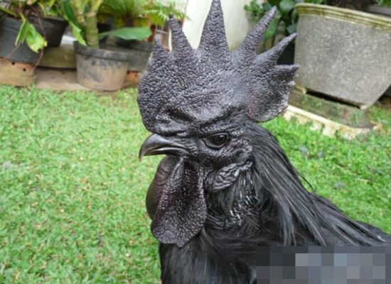 售價1.5萬的純黑蘭博雞尼