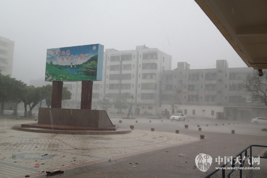 海鷗影響雷州半島 東里中學教職工堅守學校