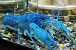 藍色龍蝦價格 外殼藍色的龍蝦營養(yǎng)價值一般