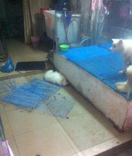 溫州一男子當眾摔狗