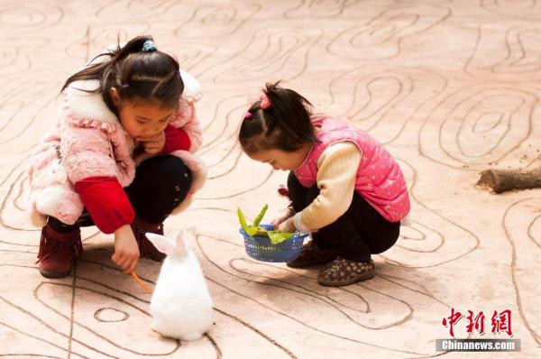 廣西兔子倒立行走