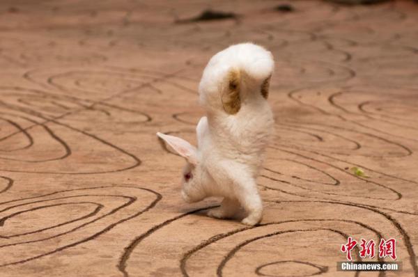 廣西兔子倒立行走