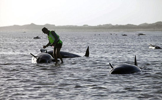 大量鯨新西蘭擱淺
