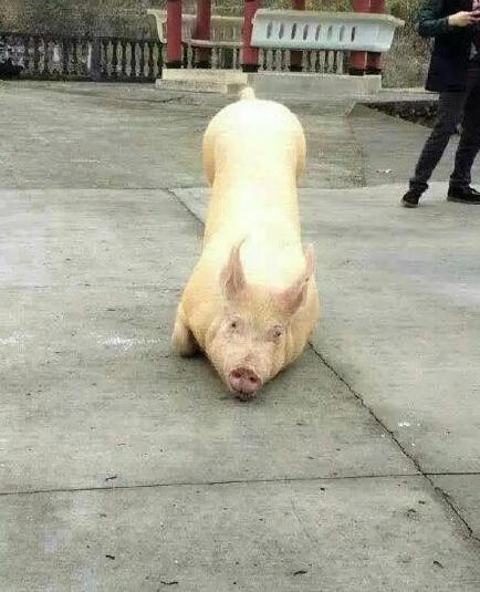 溫州永嘉豬跪拜祈福
