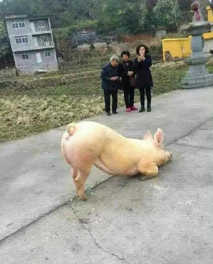 溫州永嘉豬跪拜祈福