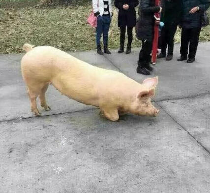 溫州永嘉豬跪拜祈福