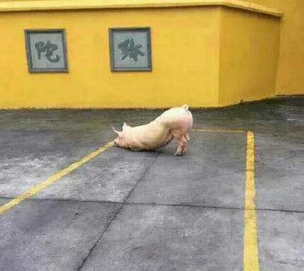 溫州永嘉豬跪拜祈福