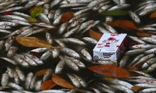 三亞河中現大量死魚