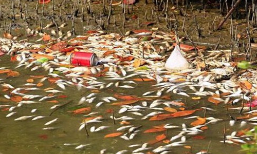 三亞河中現大量死魚