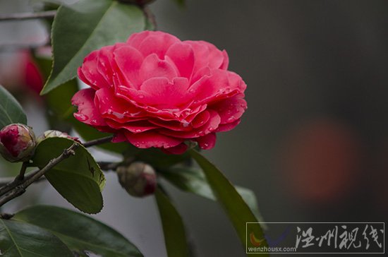 溫州天氣轉暖,到處是一片春天景象