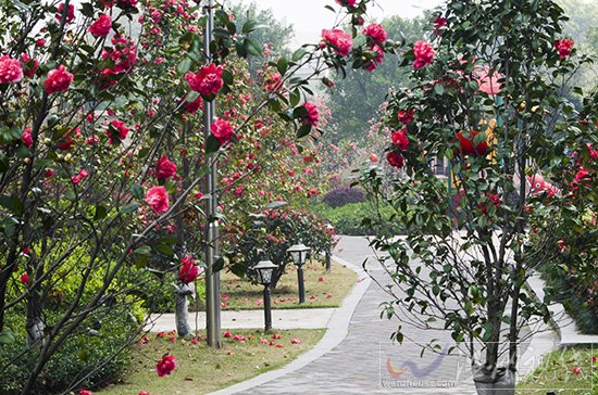 溫州天氣轉暖,到處是一片春天景象