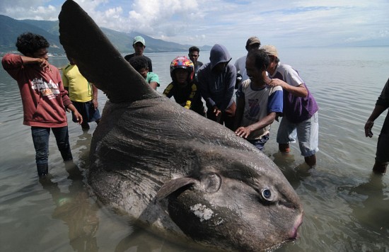 印尼漁民發現翻車魚