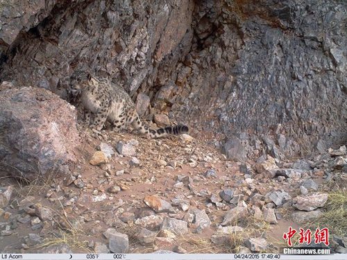長江源頭發現雪豹