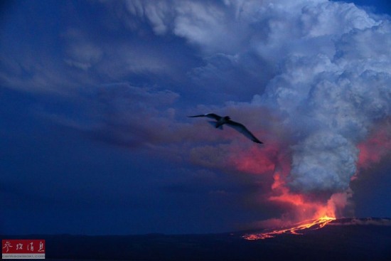 厄瓜多爾沃爾夫火山噴發