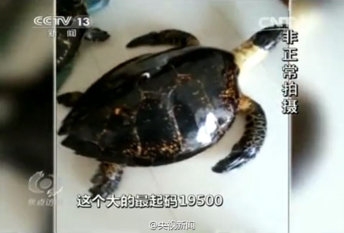 百歲龜遭開水燙死