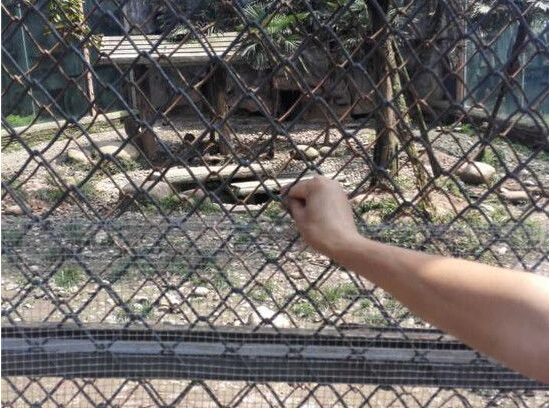 白虎咬斷男童右手時所在的地方