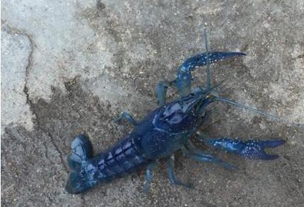 湖北現(xiàn)藍(lán)白小龍蝦