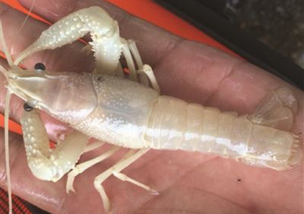 湖北現(xiàn)藍(lán)白小龍蝦