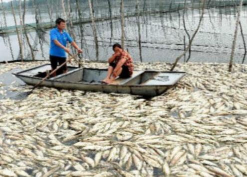 安徽沱湖變醬油湖
