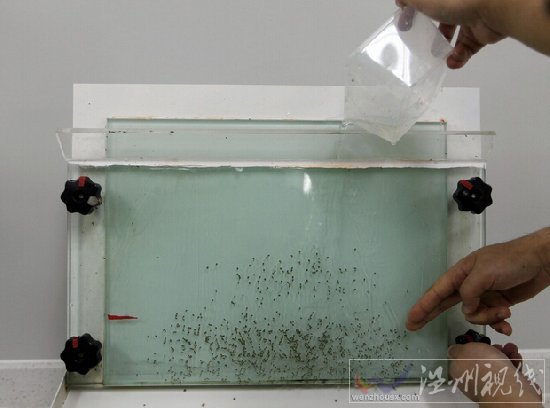 廣州建造全球最大的蚊子工廠