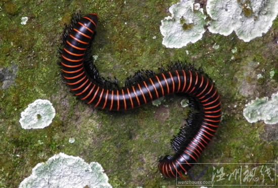 長得像蜈蚣的蟲子